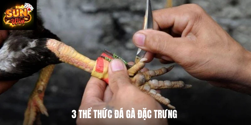 3 thể thức đá gà đặc trưng