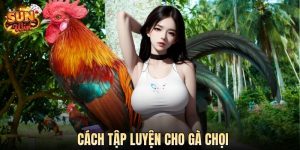 Cách Tập Luyện Cho Gà Chọi Chuẩn Chuyên Gia Tại SUN WIN