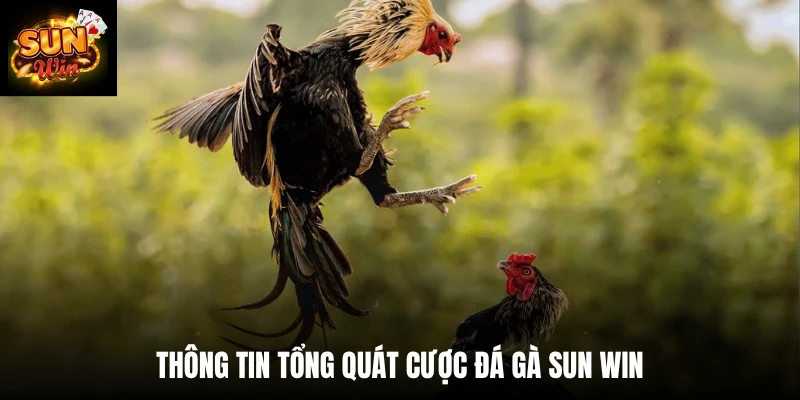 Thông tin tổng quát cược đá gà SUN WIN